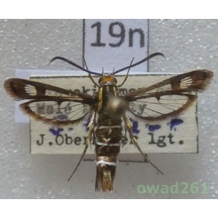Pyropteron triannuliformis (Freyer, 1843) Czech19n